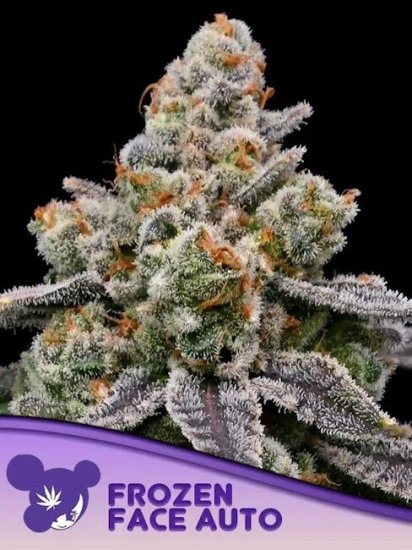 (Bild für) Frozen Face Auto Feminised Seeds