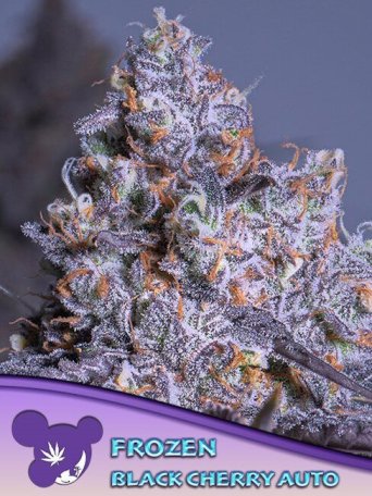 (Bild für) Frozen Black Cherry Auto Feminised Seeds