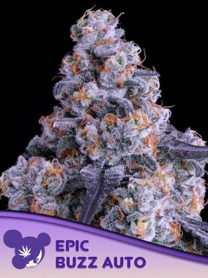 (Bild für) Epic Buzz Auto Feminised Seeds