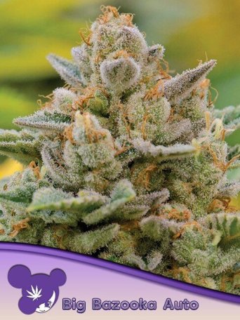 (Bild für) Big Bazooka Auto Feminised Seeds