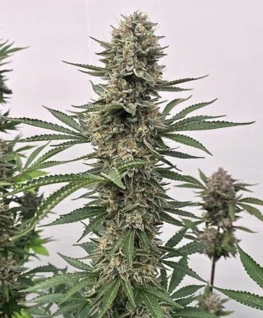 (Bild für) Tahoe Cookies Auto Feminised Seeds