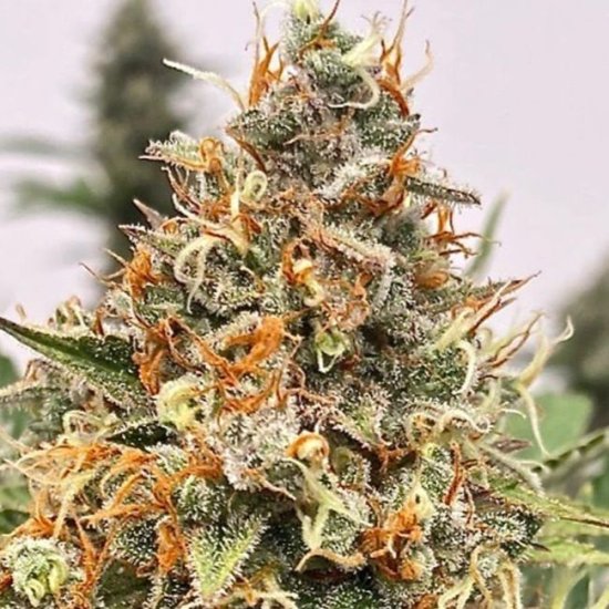 (Bild für) Mendo Butter Feminised Seeds