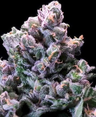 (Bild für) Grapes & Cream Fast Feminised Seeds