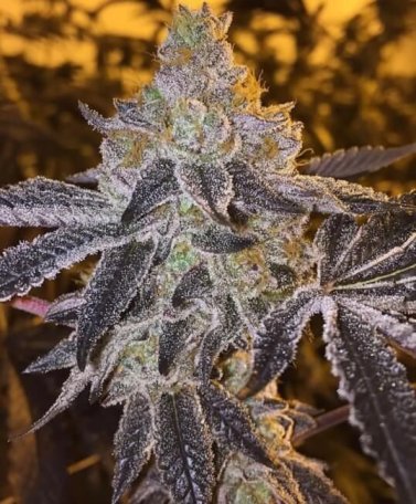 (Bild für) Gopher Glue Fast Feminised Seeds