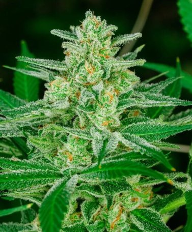 (Bild für) Blue Dream Fast Feminised Seeds