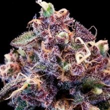 (Bild für) Berry Pie Fast Feminised Seeds