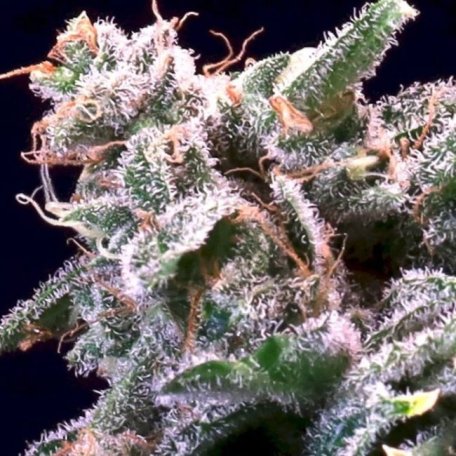 (Bild für) Banana Cream Sundae Feminised Seeds