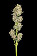 (Bild für) Garlic Jam Auto Feminised Seeds