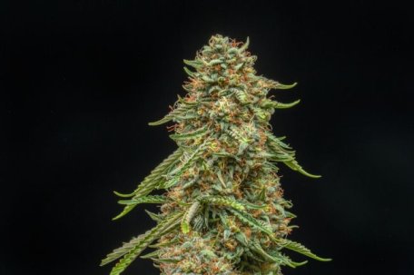 (Bild für) Turtle Taffy Auto Feminised Seeds