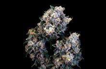 (Bild für) Super Sour Runtz Feminised Seeds