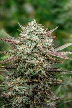 (Bild für) Face Fat Auto Feminised Seeds