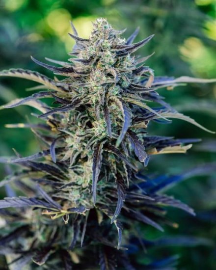 (Bild für) Fog Dog Auto Feminised Seeds