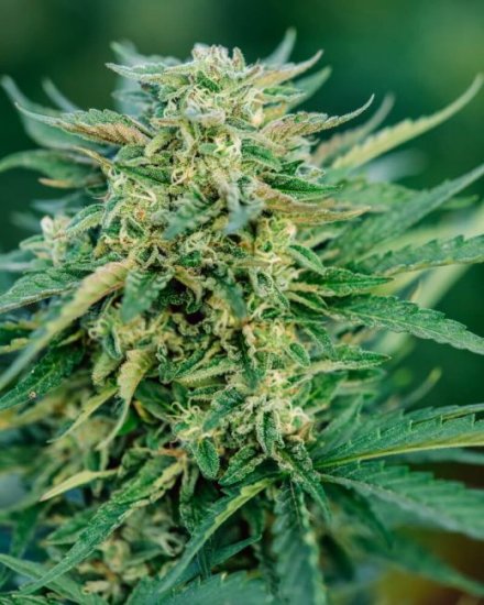 (Bild für) Grease Gun Auto Feminised Seeds