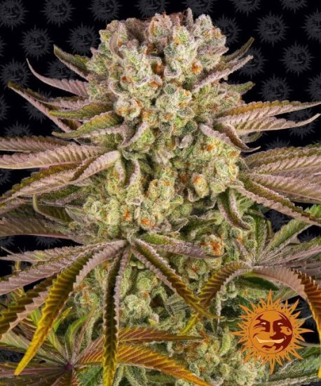 (Bild für) Pineapple Express Feminised Seeds