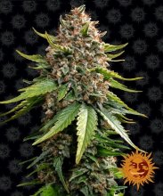 (Bild für) White Widow XXL Auto Feminised Seeds