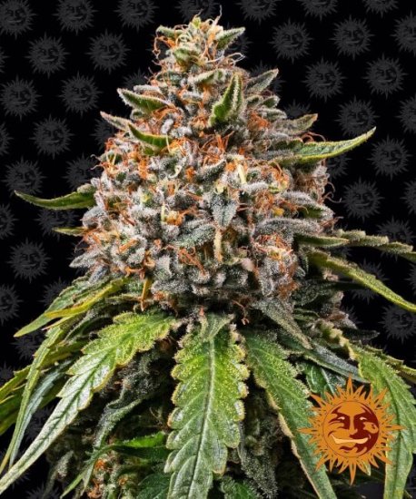 (Bild für) White Widow XXL Feminised Seeds