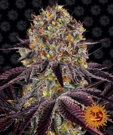 (Bild für) Runtz x Layer Cake Feminised Seeds