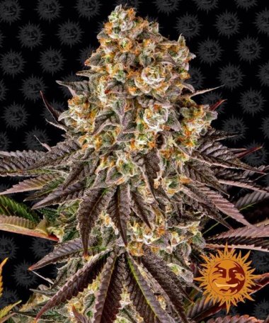 (Bild für) Gelato 45 Feminised Seeds