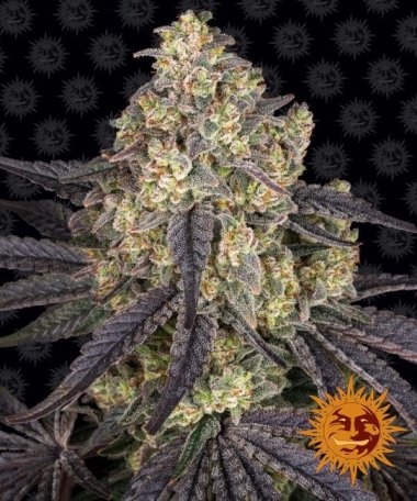 (Bild für) Kush Mintz Feminised Seeds