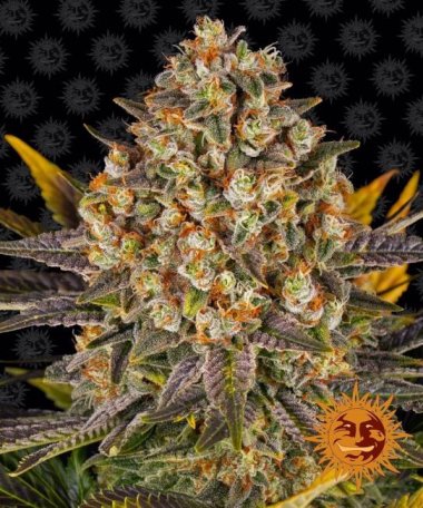 (Bild für) Banana Punch Feminised Seeds