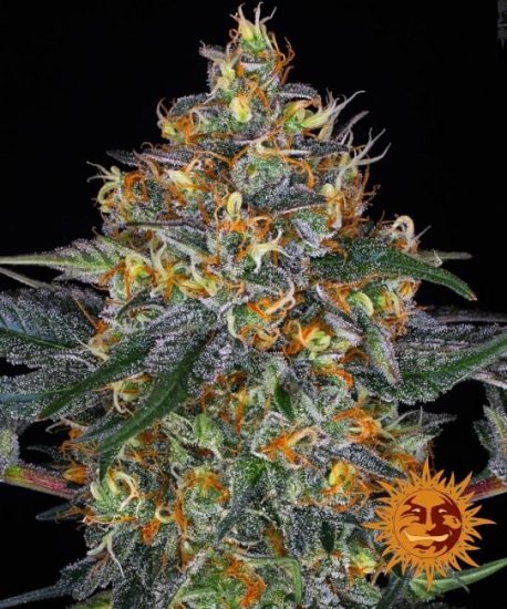 (Bild für) Moby Dick Auto Feminised Seeds