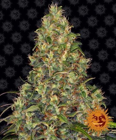 (Bild für) Amnesia Haze Auto Feminised Seeds