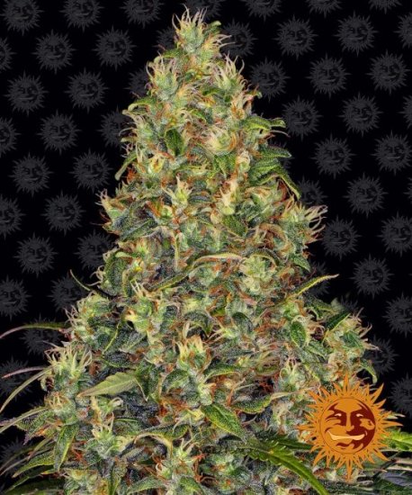 (Bild für) Amnesia Haze Auto Feminised Seeds