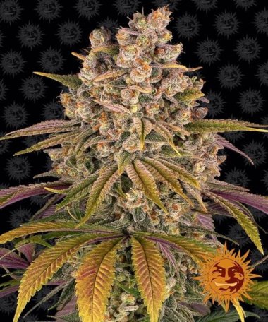 (Bild für) Lemon Tree Feminised Seeds