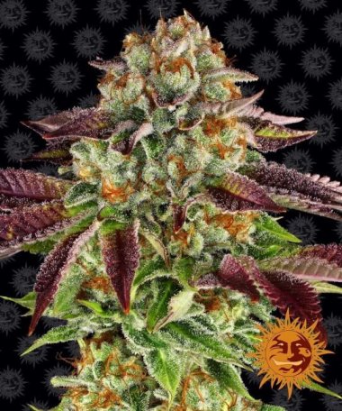 (Bild für) Biscotti Mintz Feminised Seeds