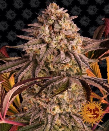 (Bild für) Blue Sunset Sherbert Feminised Seeds