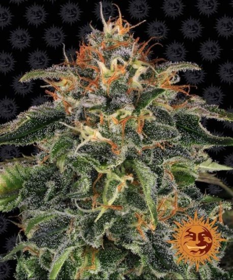 (Bild für) Moby Dick Feminised Seeds