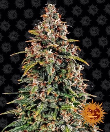 (Bild für) Watermelon Zkittlez Auto Feminised Seeds