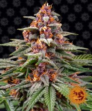 (Bild für) Runtz Auto Feminised Seeds