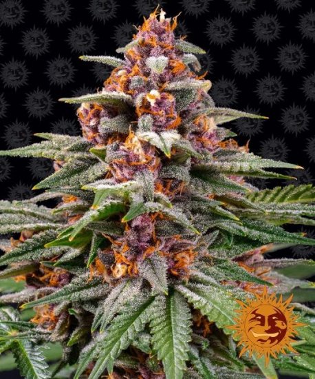 (Bild für) Runtz Auto Feminised Seeds