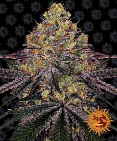 (Bild für) Watermelon Zkittlez Feminised Seeds