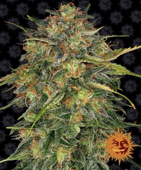 (Bild für) Cheese Feminised Seeds