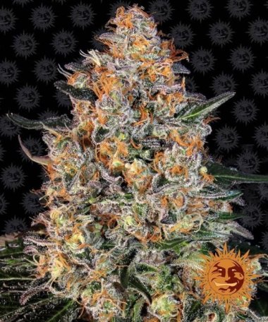 (Bild für) Bubba Kush Feminised Seeds