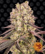 (Bild für) Runtz Muffin Feminised Seeds