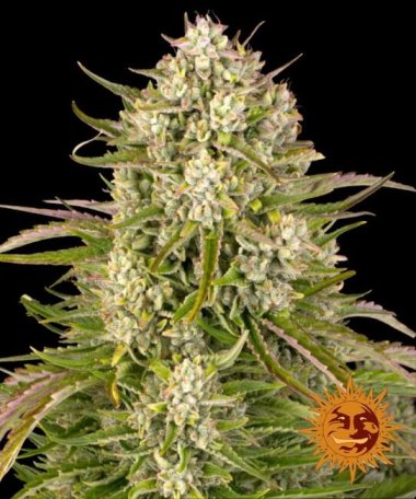 (Bild für) Wedding Cake Auto Feminised Seeds