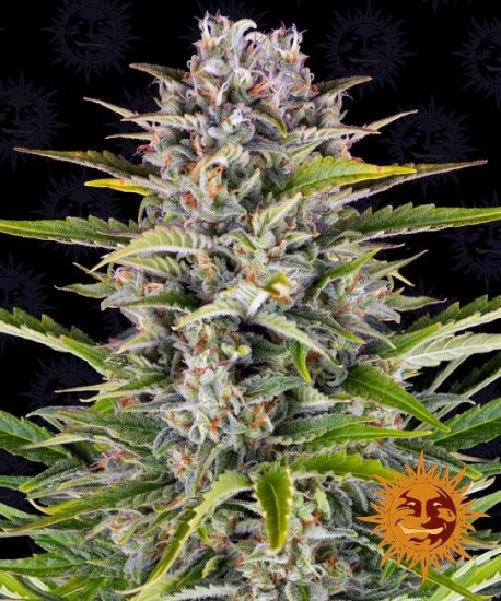 (Bild für) Gorilla Zkittlez Auto Feminised Seeds