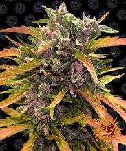 (Bild für) Gorilla Glue Auto Feminised Seeds