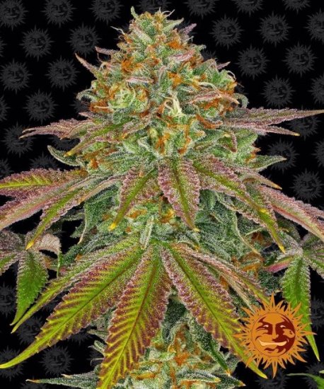 (Bild für) Wedding Cake Feminised Seeds