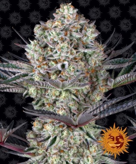 (Bild für) Dos Si Dos 33 Feminised Seeds