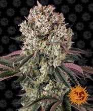 (Bild für) Glookies Feminised Seeds