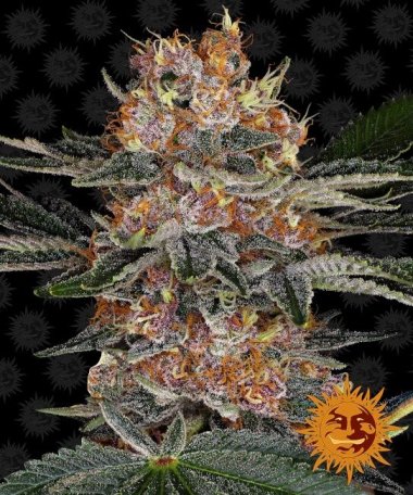 (Bild für) Purple Punch Auto Feminised Seeds