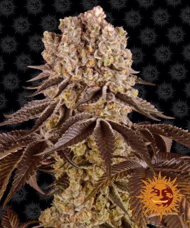 (Bild für) Purple Punch Feminised Seeds