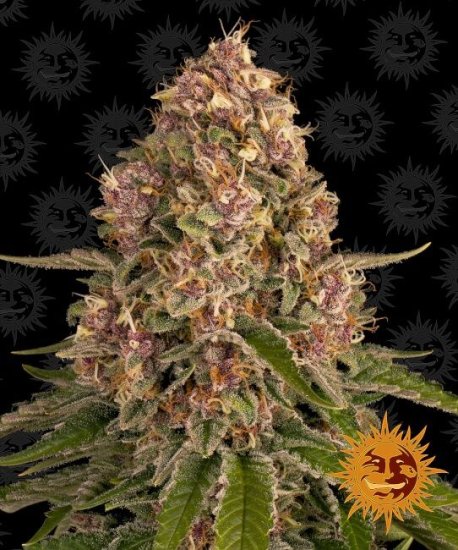 (Bild für) Pink Kush Feminised Seeds