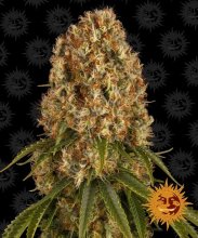 (Bild für) Orange Sherbert Feminised Seeds