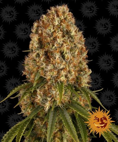 (Bild für) Orange Sherbert Feminised Seeds