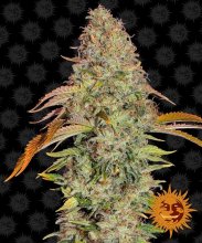 (Bild für) Zkittlez OG Auto Feminised Seeds